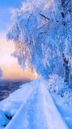 Mùa đông đang đến, cùng chiêm ngưỡng cảnh tuyết rơi trắng phủ cảnh quan thơ mộng. Xuất hiện không gian bình yên, tuyết rơi mang đến cảm giác thư giãn, tĩnh lặng và yên tĩnh. Hãy thưởng thức hình ảnh tuyết rơi để trải nghiệm không khí lạnh giá của mùa đông.