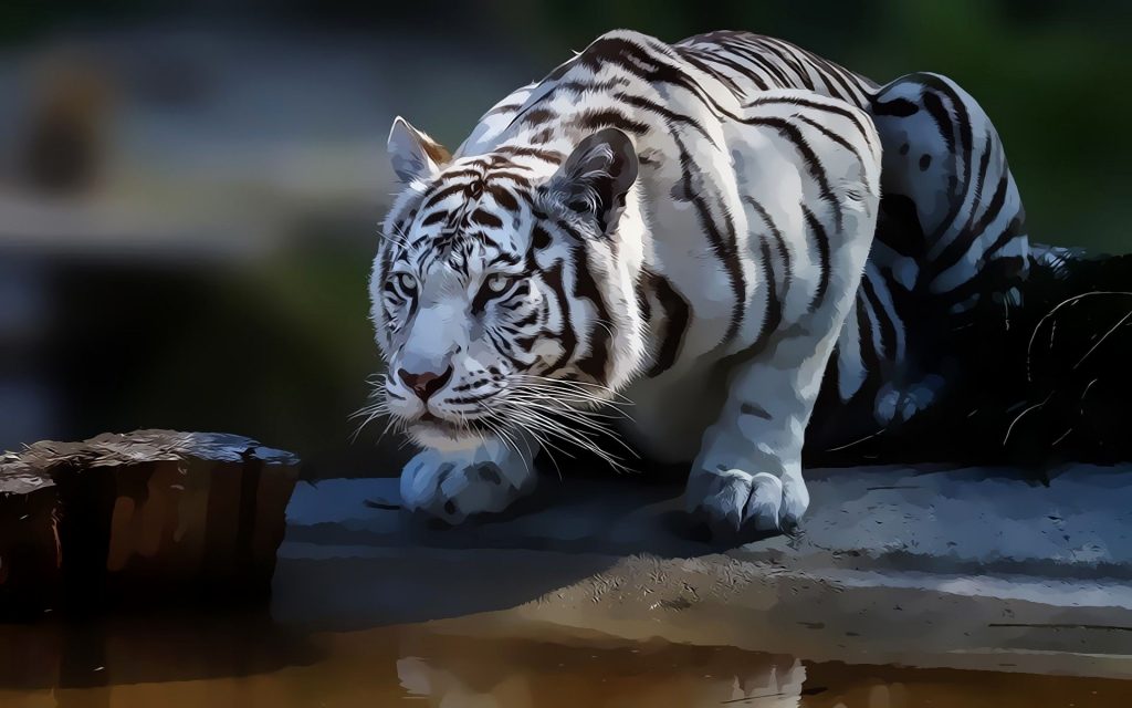 100 Những Hình ảnh Con Hổ độc Lạ Và đẹp Nhất 2022
