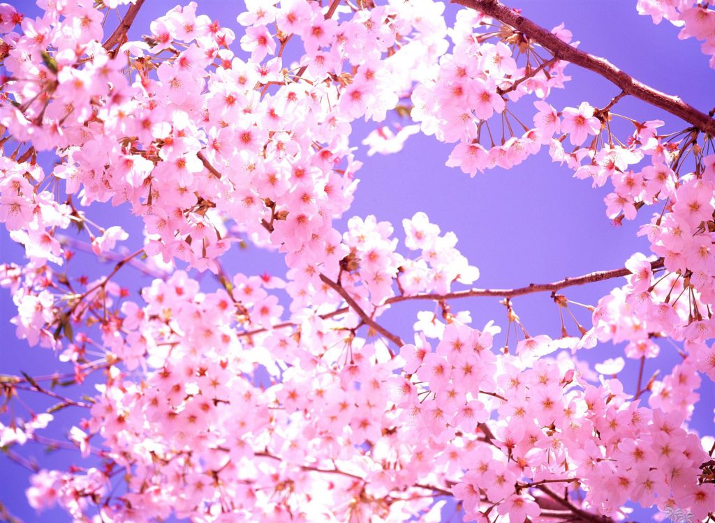 Top 100 Hình nền hoa anh đào anime cực đẹp nhất hiện nay 27  Fondos de  pantalla de primavera Arte de flor de cerezo Fondo de pantalla rosado  para iphone