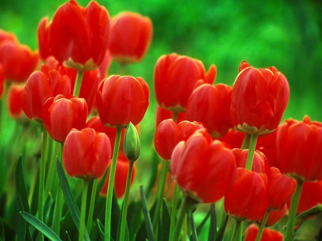 hinh anh canh dong hoa tulip9