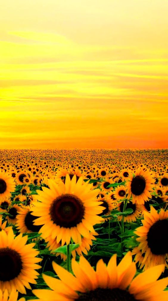 Hướng dương: Ngắm nhìn những ánh nắng vàng rực rỡ trên những cánh đồng hướng dương rộng lớn là trải nghiệm tuyệt vời mà bạn không thể bỏ qua. Hãy xem hình ảnh này và cho phép chúng nó mang lại niềm vui và niềm hy vọng cho cuộc sống của bạn.