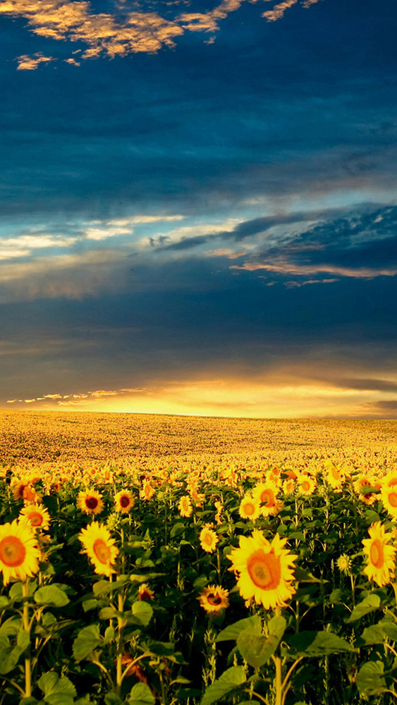 Hãy chiêm ngưỡng vẻ đẹp tuyệt vời của hoa hướng dương trong ảnh. Những bông hoa vàng nổi bật hoà quyện với cảnh đồng ruộng và ánh nắng mặt trời tạo nên một bức tranh thiên nhiên đầy màu sắc.