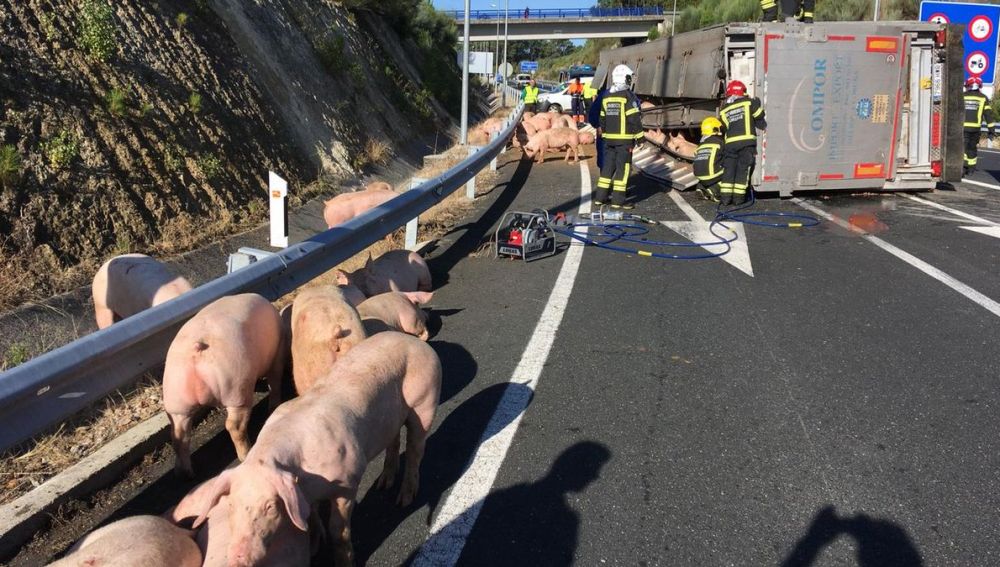 Accidente Camión Cerdos