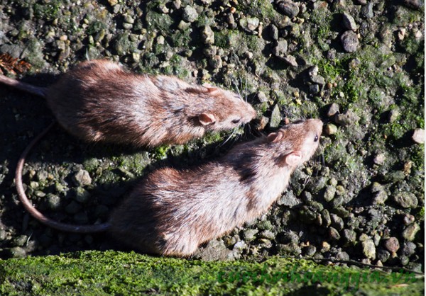 European rodents missing last small debate?