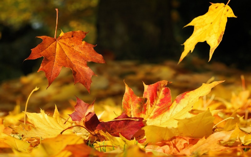 Carcajadas en otoño: Frases de otoño graciosas