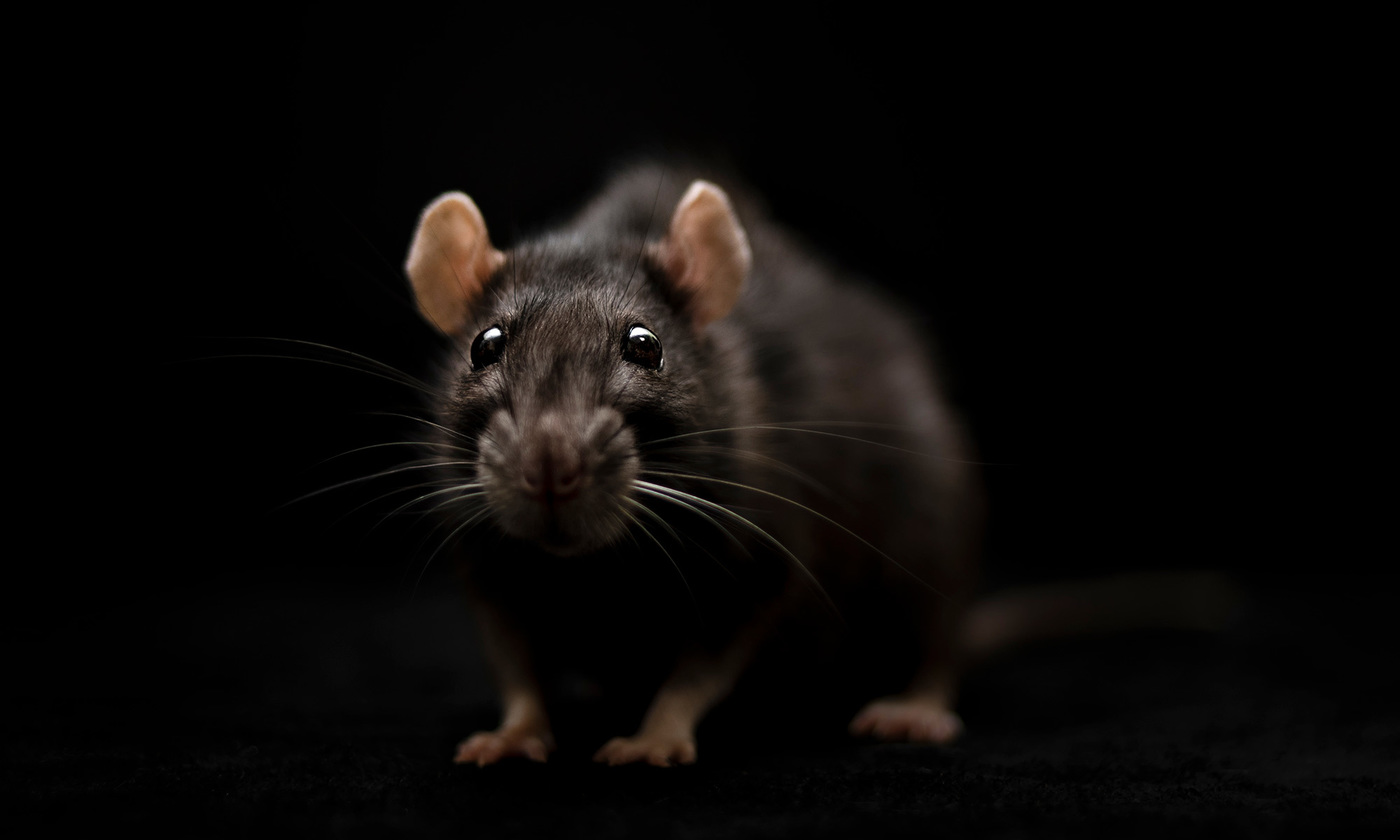 European rodents missing last small debate?