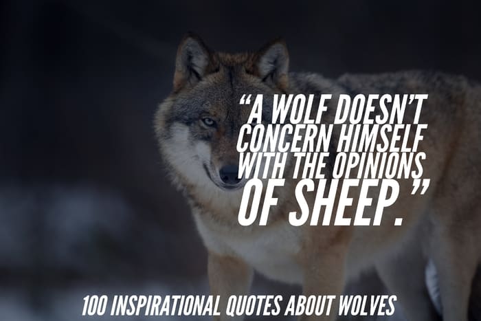 Inspirational Wolf Quotes to Ignite Your Spirit