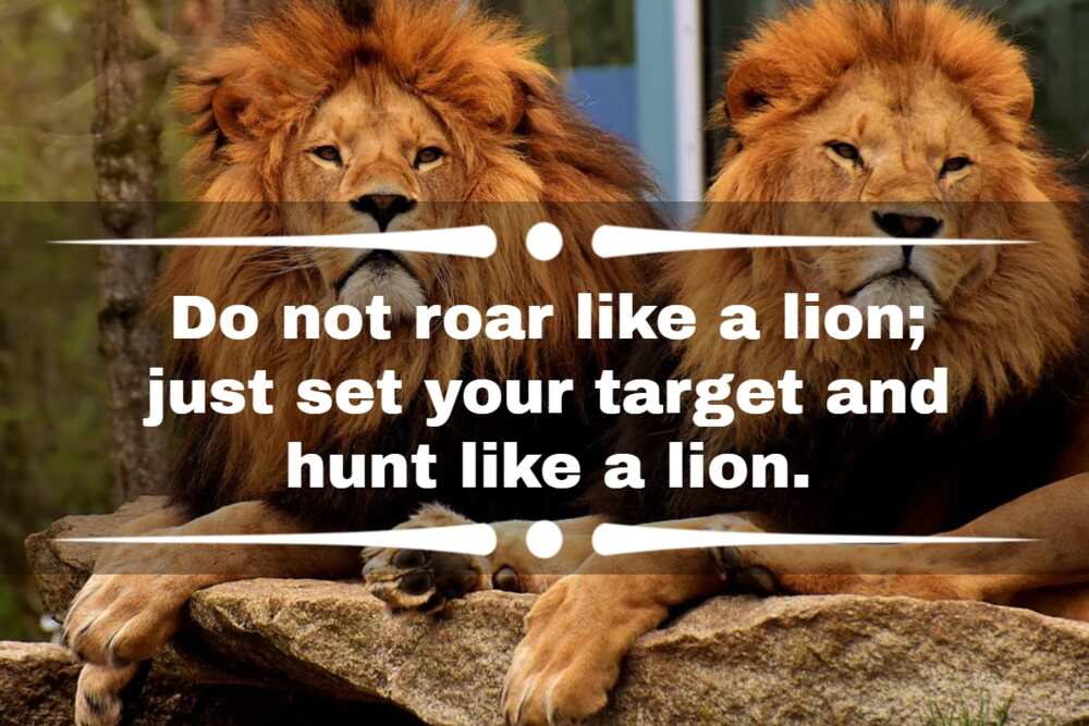 Unleash Your Inner Lion: Inspiring lion quotes to Conquer Life's Challenges