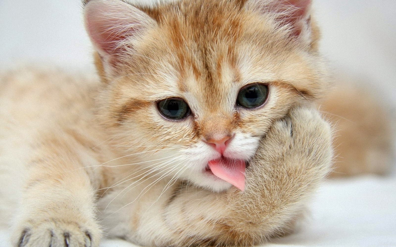 Frases gatos graciosas: Las mejores anécdotas felinas en pocas palabras