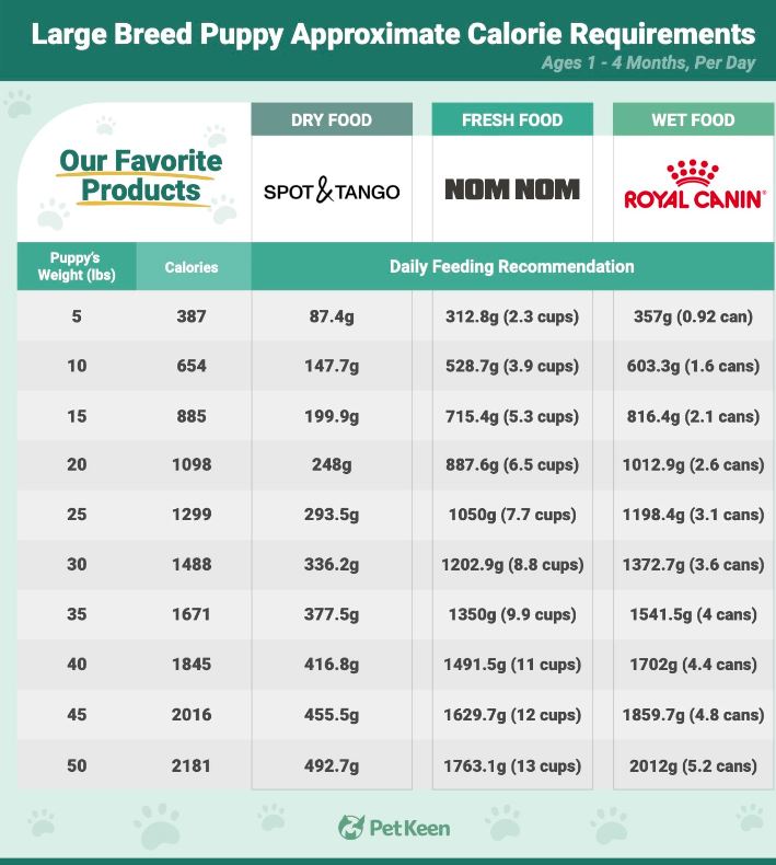 Labrador Feeding Chart by Age A Comprehensive Guide to Nutrition for Healthy Growth and Lifelong Wellness