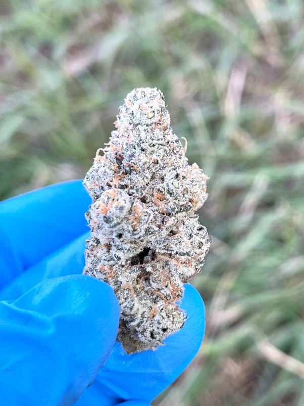 Space Age Cake Strain Exploring the Unique Characteristics and Therapeutic Benefits of This Indica-Dominant Hybrid